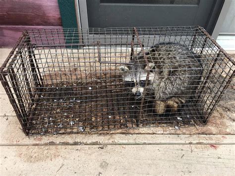 Racoon removal. Things To Know About Racoon removal. 